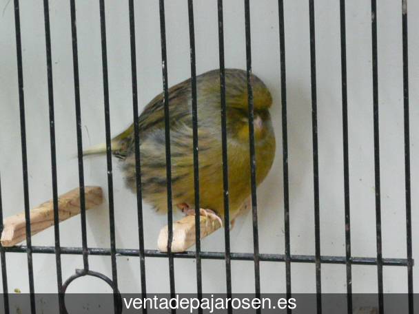 Cria de canarios para principiantes Vilar de Santos?